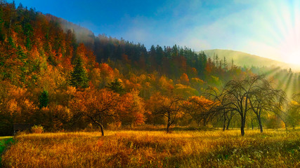Fototapeta premium Autumn sunrise in the mountain forests of the Carpathians