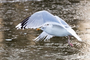 goeland en vol