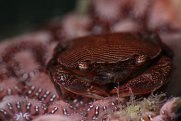 Crab Lissocarcinus arkati. Picture was taken in Lembeh strait, Indonesia