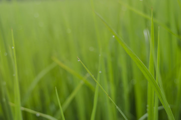 rice fram green background drop water and bamboo hut
