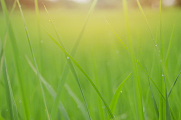rice fram green background drop water and bamboo hut
