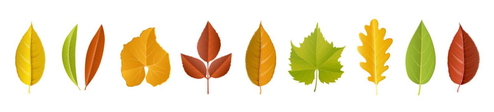Autumn leaf collection with different fall color, and specie, including cherry tree leaf, oak, rose, grapes, pumpkin. Vector illustration, horizontal banner, isolated on white for fall season design