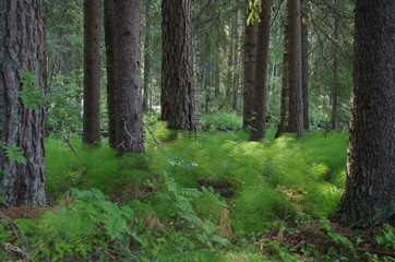 Obraz premium Beautiful forest scene in Dalarna