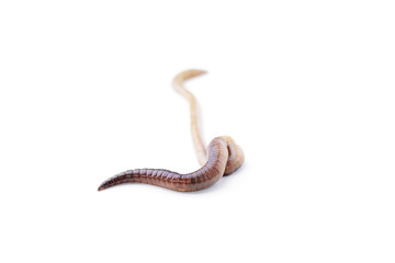 Single Long Earthworm on White Background Focus on One End