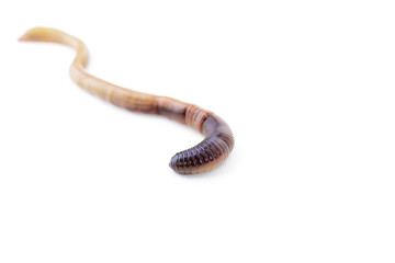 Macro Shot of Shiny Brown Earthworm on White Background Version 2
