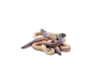 Pile of Live Earthworms on a White Background