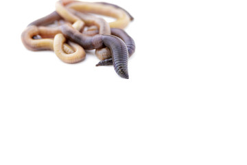 Pile of Live Earthworms on White Background Copy Space Version 2
