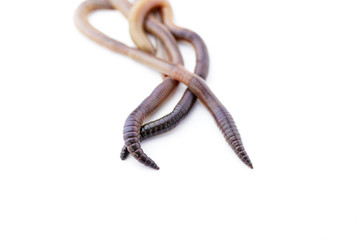 Earthworms with Focus on Their Pointy Ends on White Background