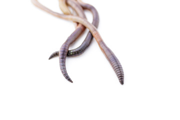 Macro Shot of Three Earthworm Ends on White Background