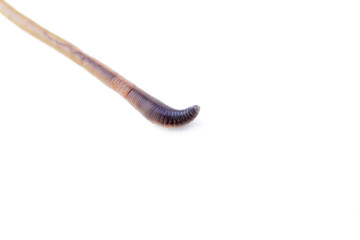 Macro Shot of One End of a Brown Earthworm Version 2
