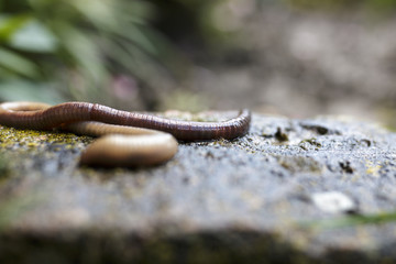 Earthworm Crawling on Stone Block Close Up Version 2