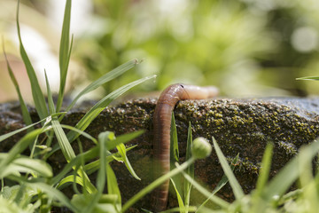 Slimy Earthworm Dangling by a Damp Stone Block Macro