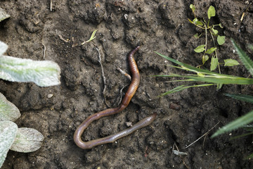 Overhead View of Fat Earthworm on Ground Dirt Version 2
