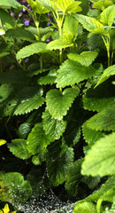 Lemon Mint with spider web