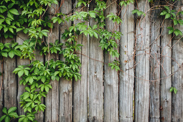 Vintage wooden background with leaves. Ivy grows on wooden boards. Copy space.