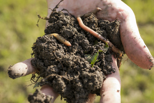Lumbricina 이미지 찾아보기 24,178 스톡 사진, 벡터 및 비디오 Adobe Stock