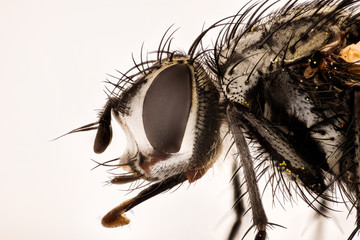 Focus Stacking - Nowickia ferox, Tachina ferox, Tachinidae, Fly