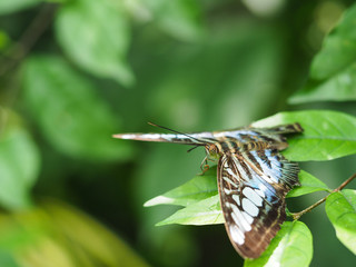 Tropical Butterfly on Leaf and Flower