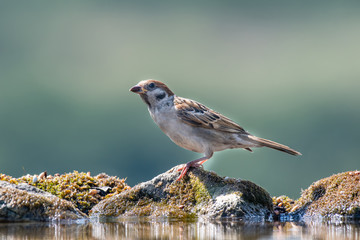 Eurasian tree sparrow (Passer Montanus) sitting sideways on a branch.