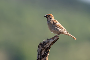 Eurasian tree sparrow (Passer Montanus) sitting sideways on a branch.