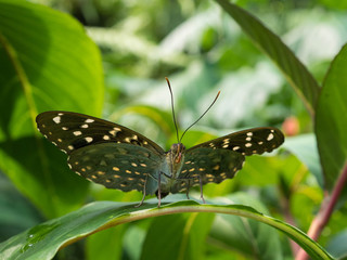Plakat Tropical Butterfly on Leaf and Flower
