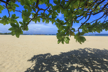 Nusa Dua beach and trees on Bali Island in Indonesia
