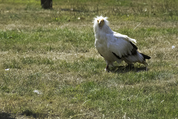 Egyptian vulture (Neophron percnopterus), also called the white scavenger vulture or pharaoh's chicken