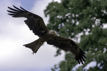 Flying red kite (Milvus milvus)