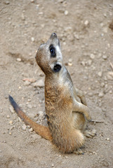 Portrait of a cute meerkat looking at the sky