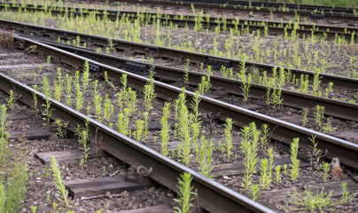 weeds on the line 1