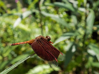 Tropical Dragon Fly resting on Leaf