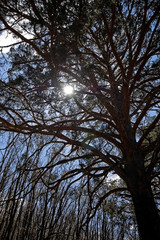 Bosque en Rascafría