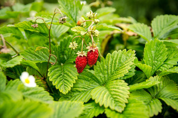 Berries, leaves and flowers of strawberry