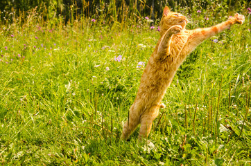 Ginger cat jumping on a green grass background.