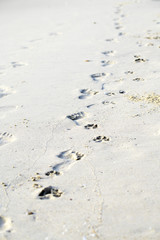 Footprints walking on the beach by the morning