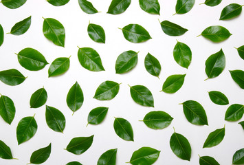 Green leaves isolated on white