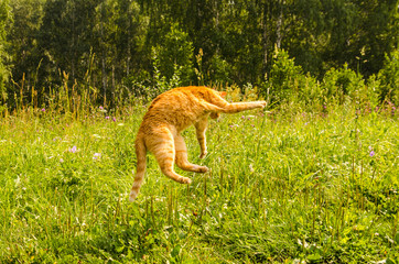 Ginger cat jumping on a green grass background.
