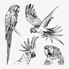 Set of hand drawn sketch black and white vintage exotic tropical bird parrot macaw and cockatoo. Vector illustration isolated object © valeriyabtsk