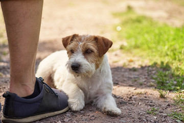 A small terrier lies on the owner's boot
