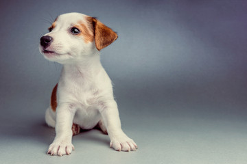 Jack Russell Terrier puppy on a silver background sitting © kerkezz