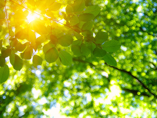 Green leaves and sun