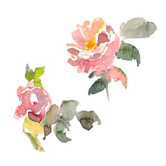 Watercolor element of pink roses and green leaves on the white background. Watercolor romantic garden flowers sketch. Card template with message Summer.