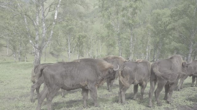 Thoroughbred powerful bison graze in the forest and eat grass. Bison graze in the herd. S-log, ungraded