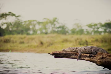 Zelfklevend Fotobehang crocodile lying on trunk © kwallen2233