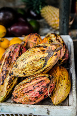 A lot of cocoa fruit in the fruit store of Sri Lanka.
