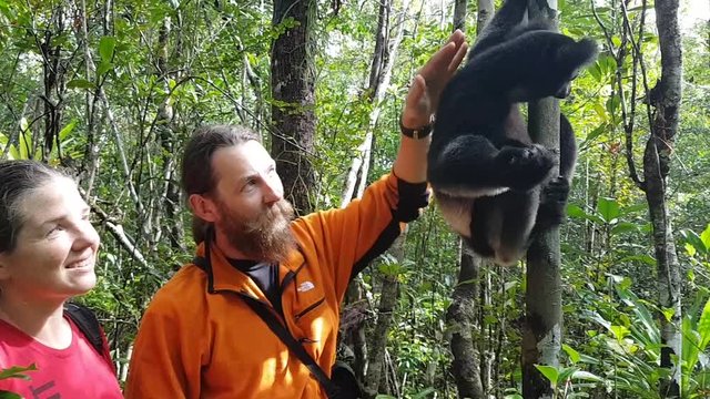 Tourist couple in Madagascar woman feeds an indri lemur on a tree