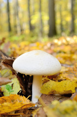 Mushrooms growing in the woods among the fallen leaves