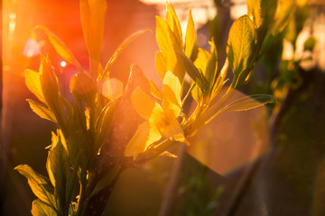 golden light leaves