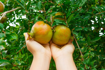 girl checks pomegranate fruit for maturity in garden