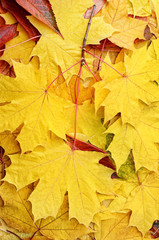 Naklejka na ściany i meble Yellowed maple leaves in the autumn forest close up.